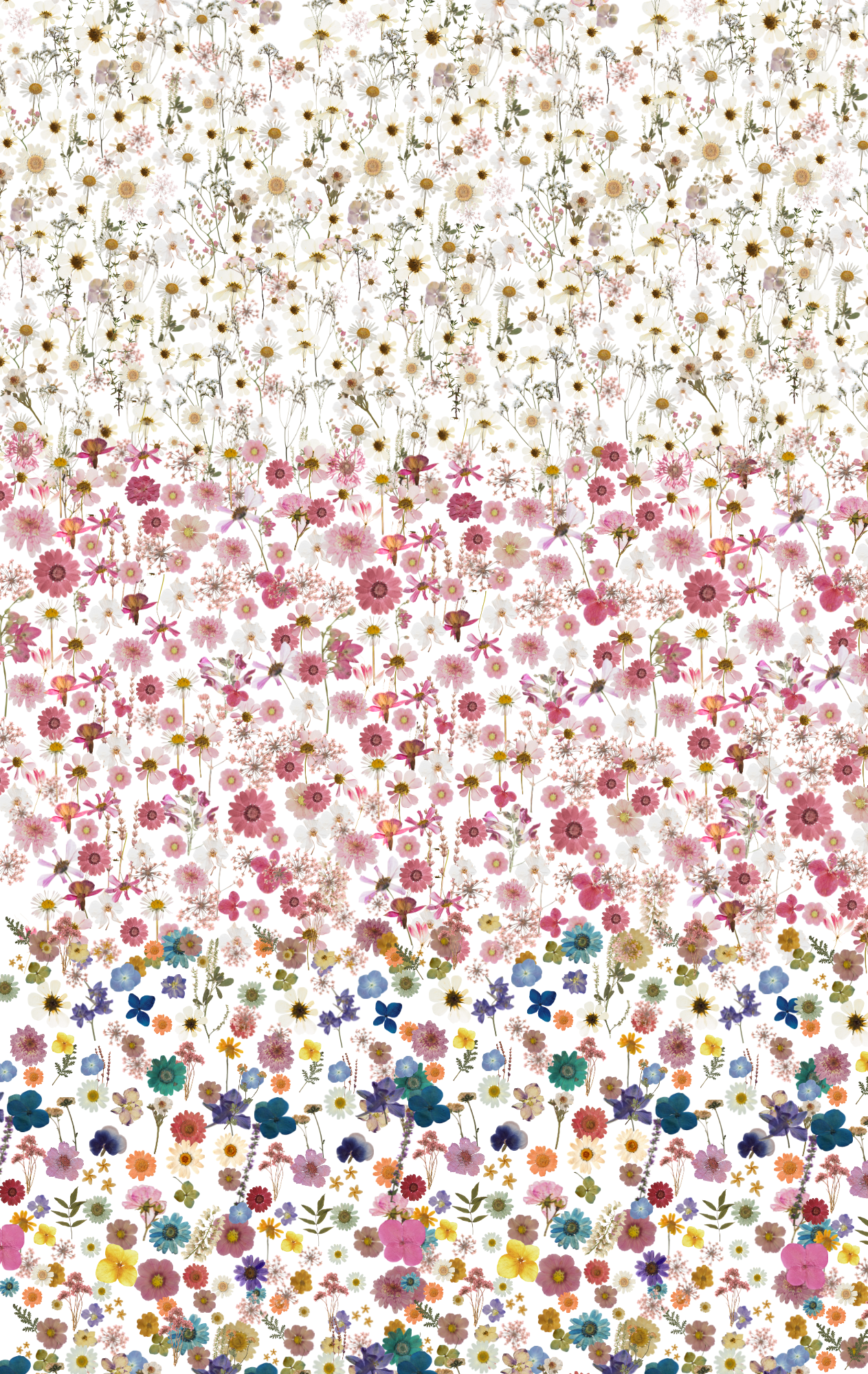 A printed acrylic sheet featuring a gradient of micro pressed flowers from a variety of colours
