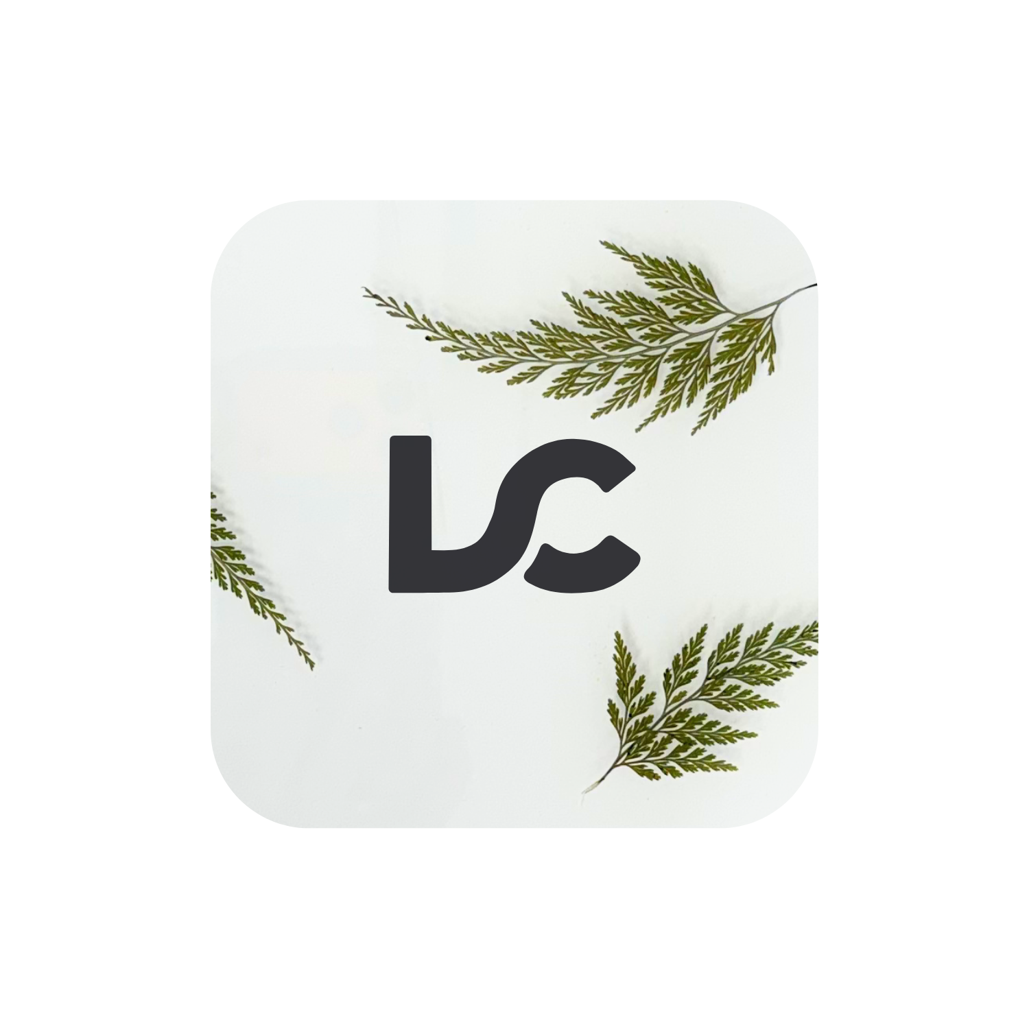 Real Pressed Ferns in Clear Acrylic